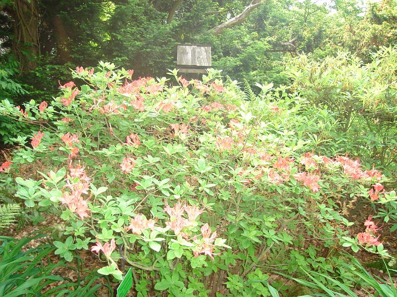 DSC03932.JPG