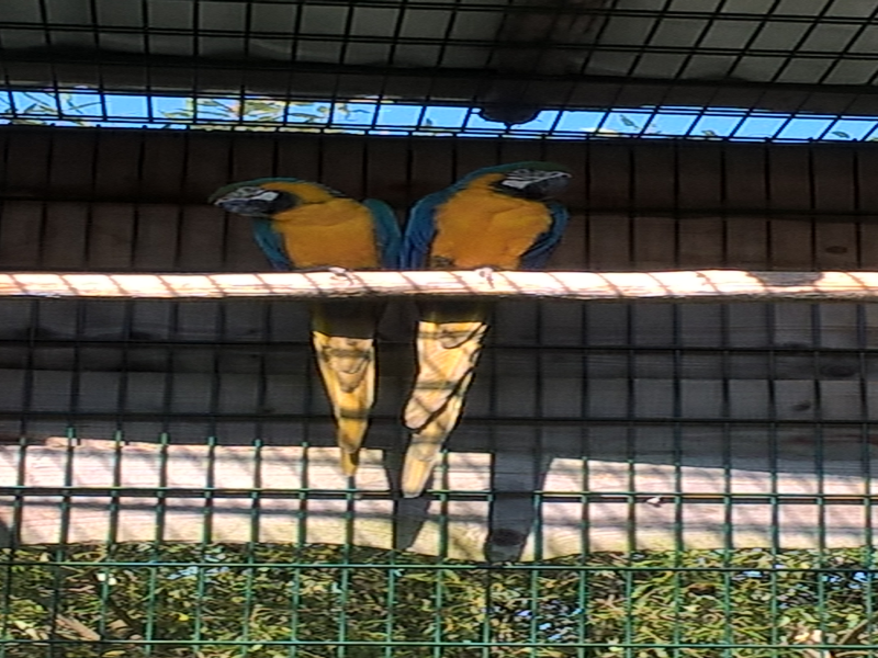 zoolaczna13