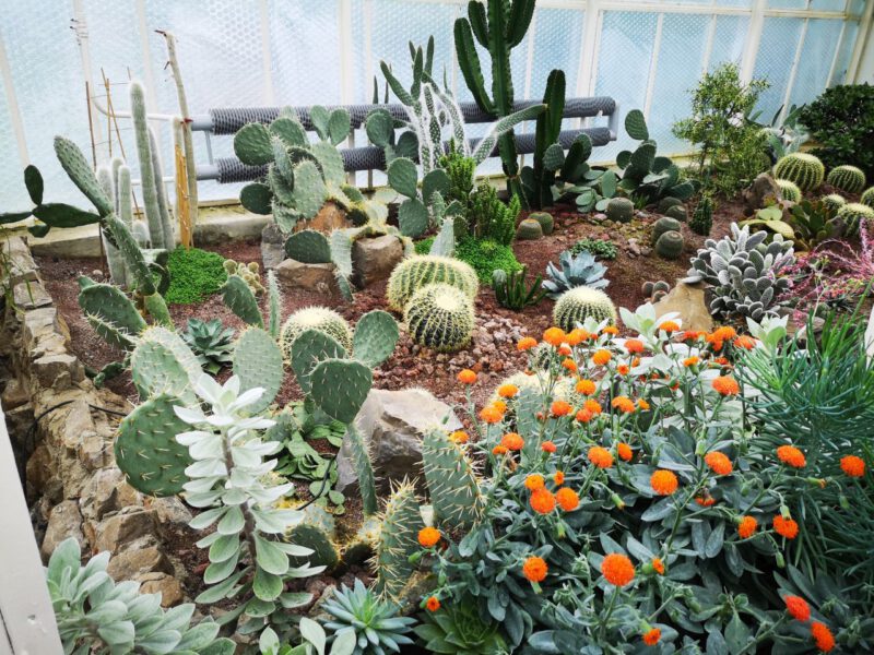Zdjęcie przedstawia zbiór sukulentów, pomarańczowe kwiaty, kaktusy. W tle dwa podłużne, poziome grzejniki oraz oszklona ściana