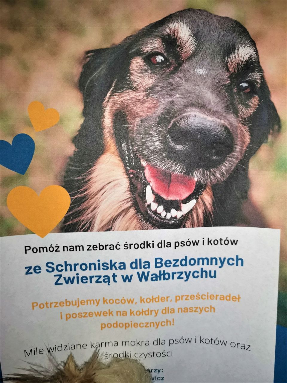 Plakat z ogłoszeniem w ośrodku zbiórki darów dla bezdomnych zwierząt w Schronisku w Wałbrzychu