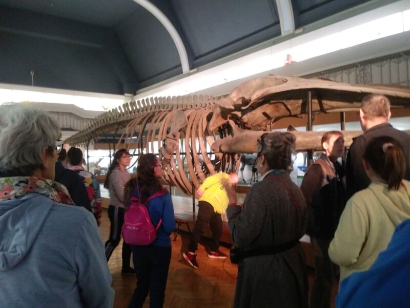 Szkielet walenia jest największym eksponatem w Muzeum Przyrodniczym